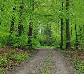 Rückschnitt von Bäumen, Hecken und Sträuchern