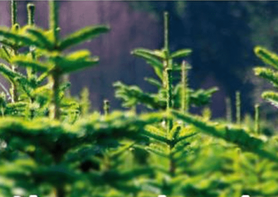 Weihnachtsbaumverkauf 2025