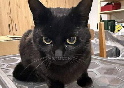 Findelkatze